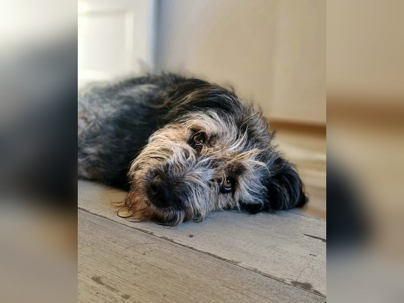 Fritzi - ist aktiv&geht gerne spazieren