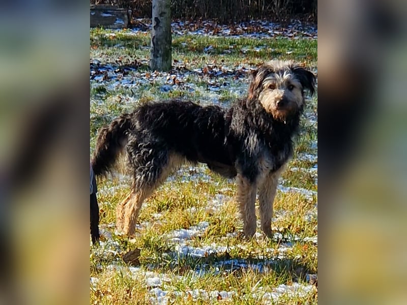 Fritzi - ist aktiv&geht gerne spazieren