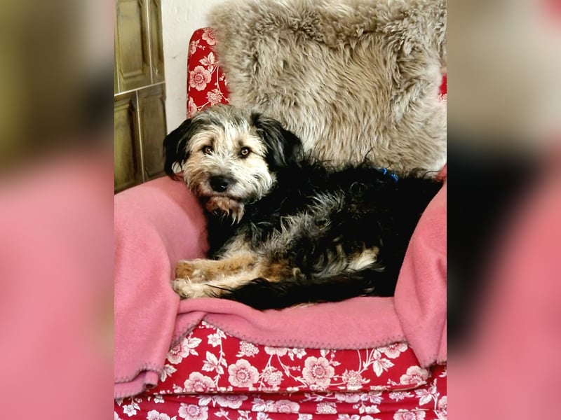 Fritzi - ist aktiv&geht gerne spazieren