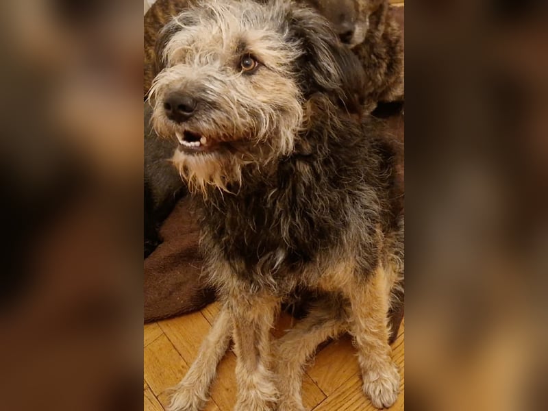 Fritzi - ist aktiv&geht gerne spazieren