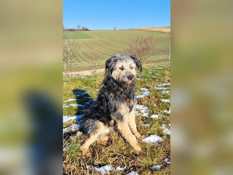 Fritzi - ist aktiv&geht gerne spazieren