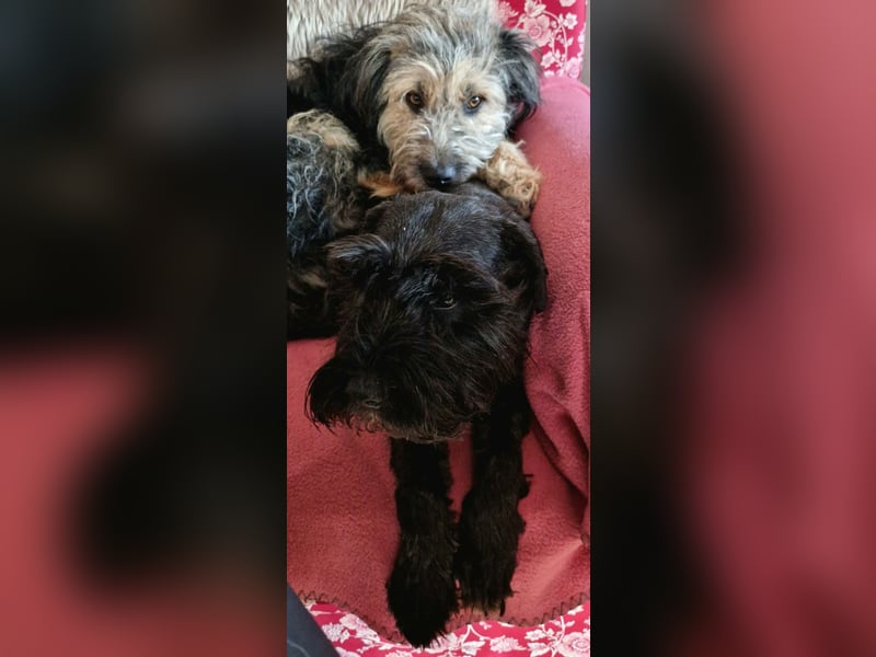 Fritzi - ist aktiv&geht gerne spazieren