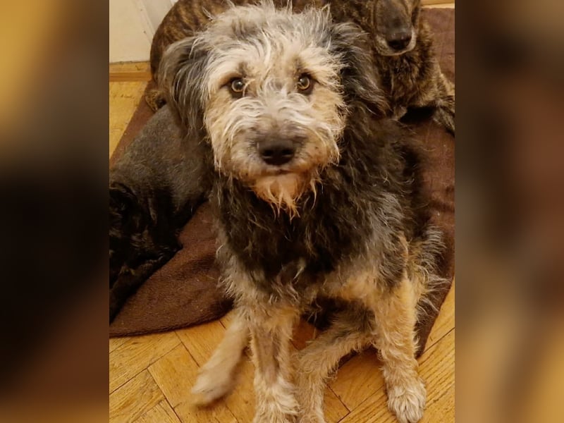 Fritzi - ist aktiv&geht gerne spazieren