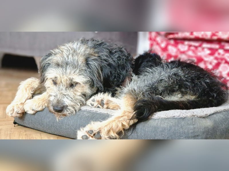 Fritzi - ist aktiv&geht gerne spazieren