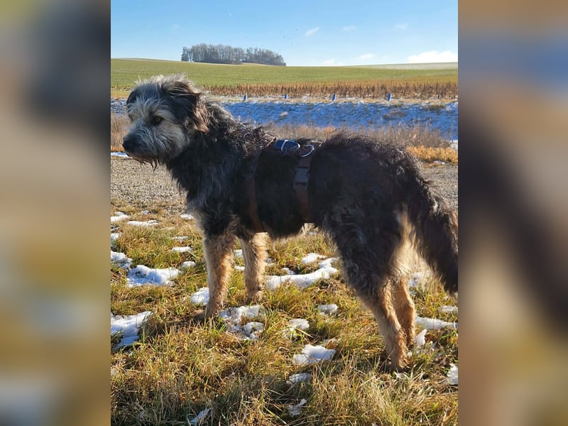 Fritzi - ist aktiv&geht gerne spazieren