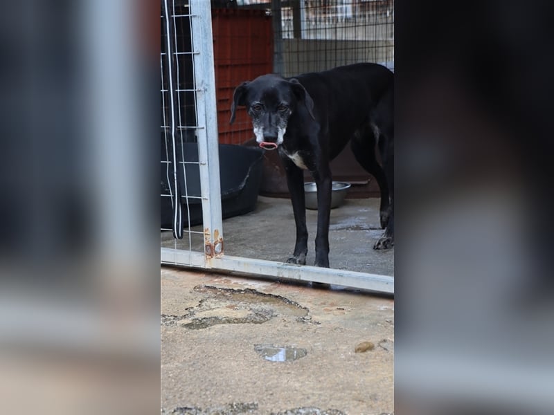 Sensible und aufgeschlossene Hündin WENDY sucht eine Familie
