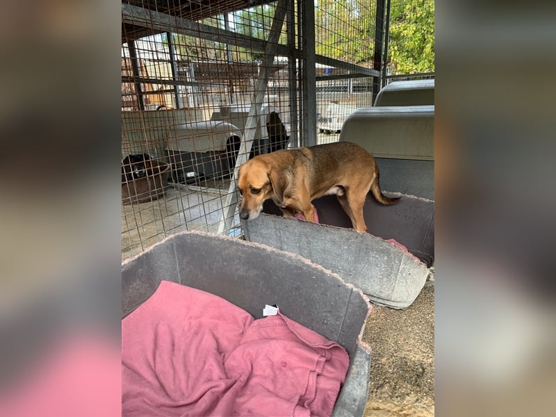 Ruhiger und sanftmütiger Rüde DIRK sucht ein Zuhause!