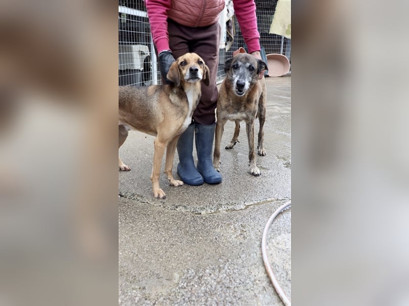 Ruhiger und sanftmütiger Rüde DIRK sucht ein Zuhause!