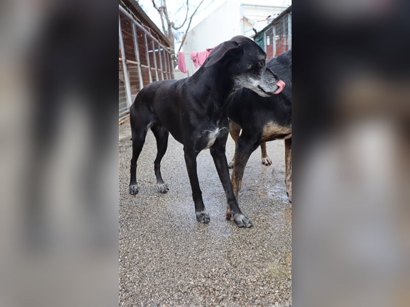 Sensible und aufgeschlossene Hündin WENDY sucht eine Familie