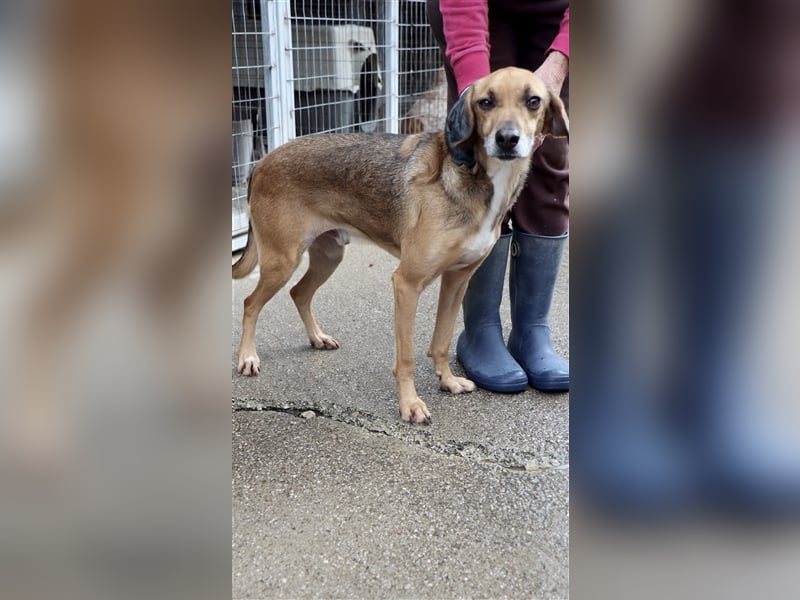 Ruhiger und sanftmütiger Rüde DIRK sucht ein Zuhause!