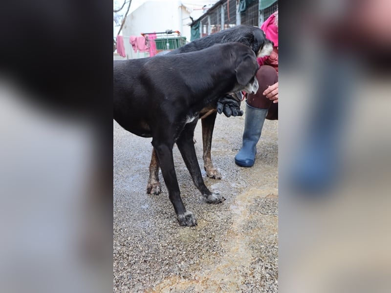 Sensible und aufgeschlossene Hündin WENDY sucht eine Familie