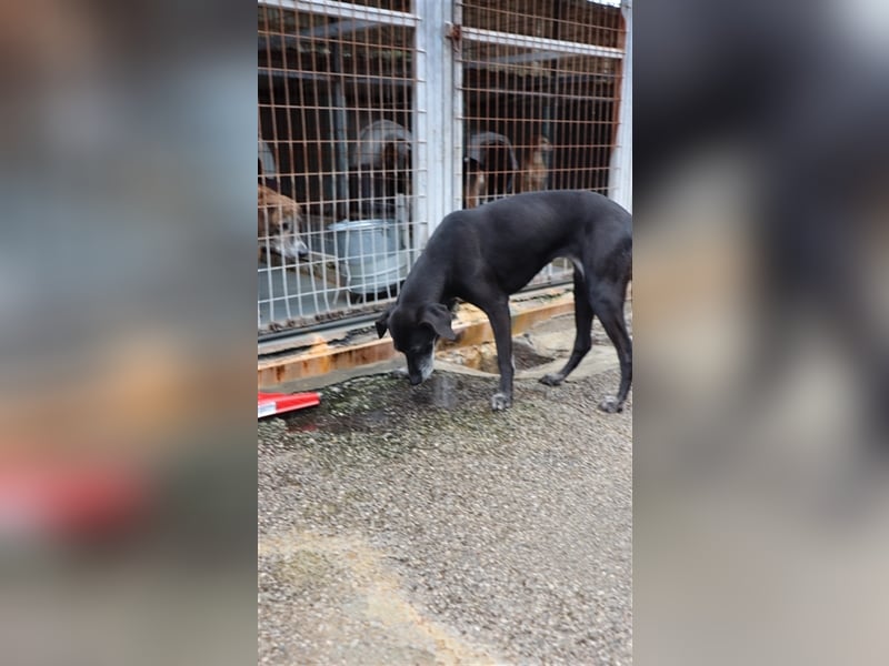 Sensible und aufgeschlossene Hündin WENDY sucht eine Familie