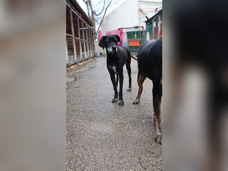 Sensible und aufgeschlossene Hündin WENDY sucht eine Familie