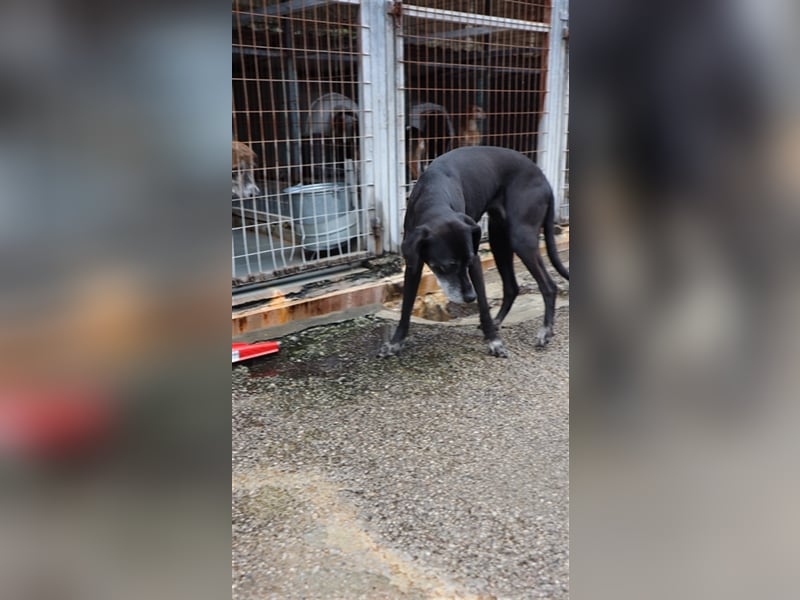 Sensible und aufgeschlossene Hündin WENDY sucht eine Familie