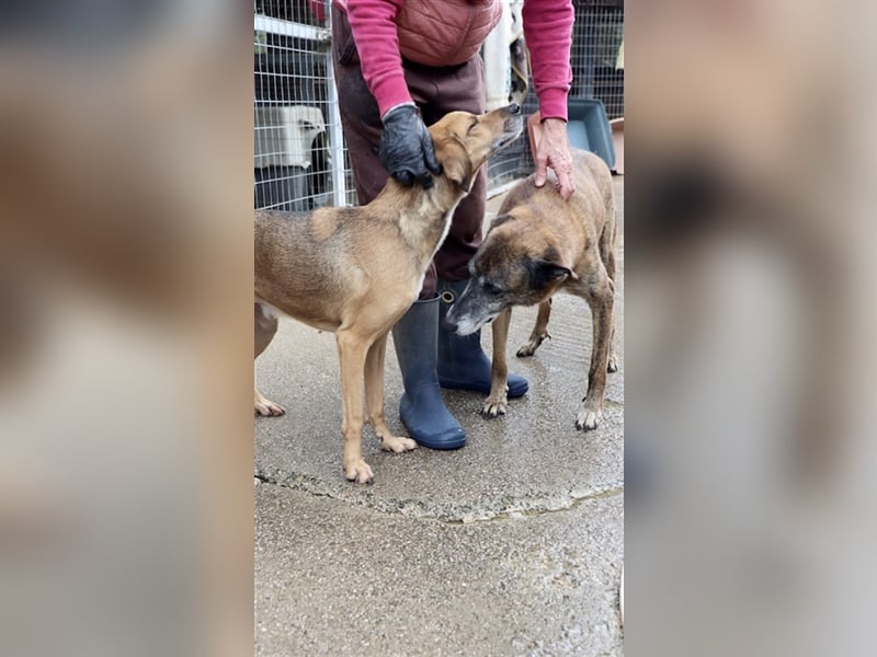 Ruhiger und sanftmütiger Rüde DIRK sucht ein Zuhause!