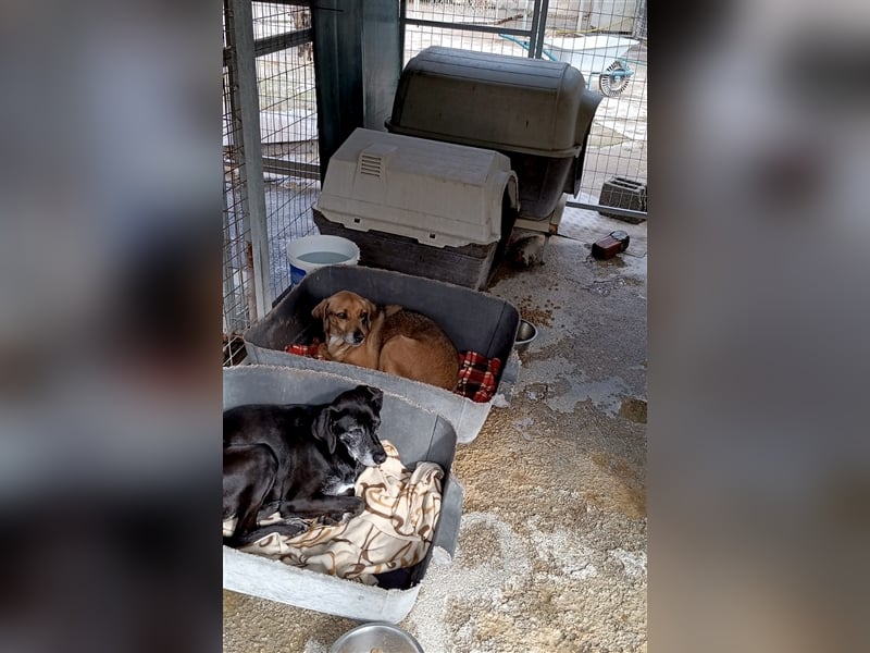 Ruhiger und sanftmütiger Rüde DIRK sucht ein Zuhause!