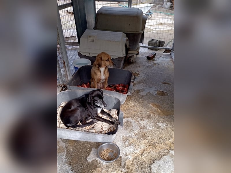 Ruhiger und sanftmütiger Rüde DIRK sucht ein Zuhause!