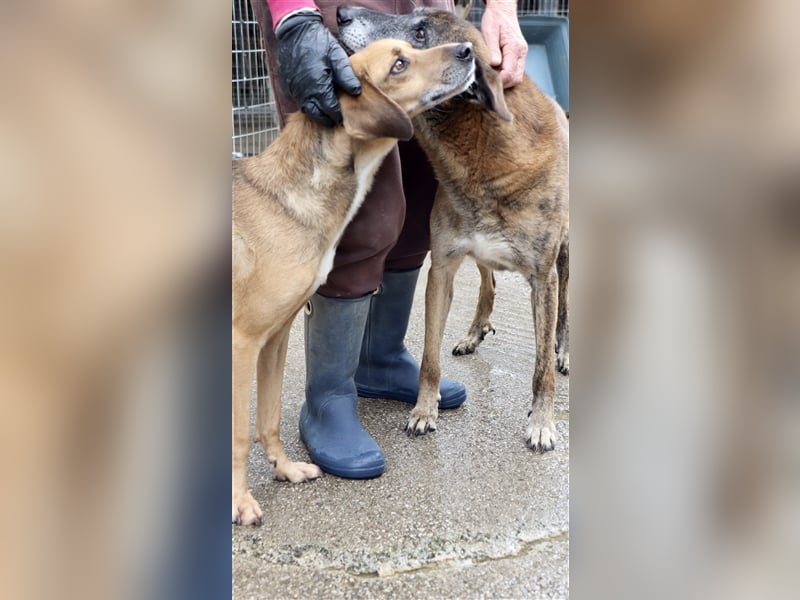 Ruhiger und sanftmütiger Rüde DIRK sucht ein Zuhause!