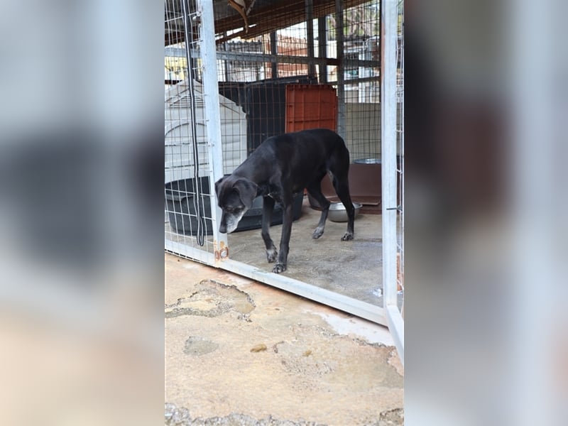 Sensible und aufgeschlossene Hündin WENDY sucht eine Familie