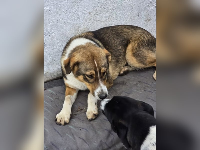 Nuka- sucht ihre Familie für-immer