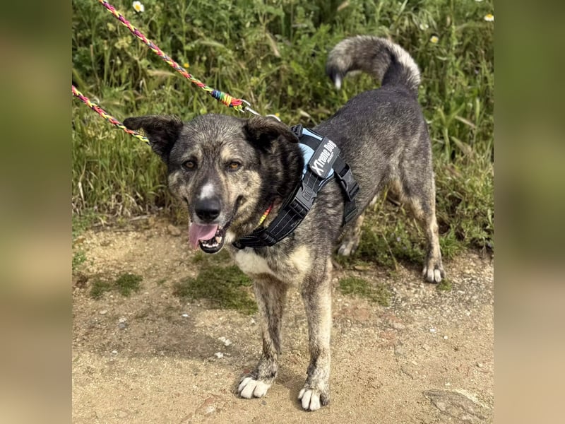 Camaron sucht ruhiges Zuhause