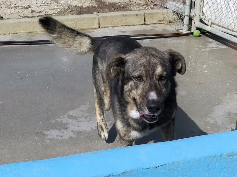 Camaron sucht ruhiges Zuhause