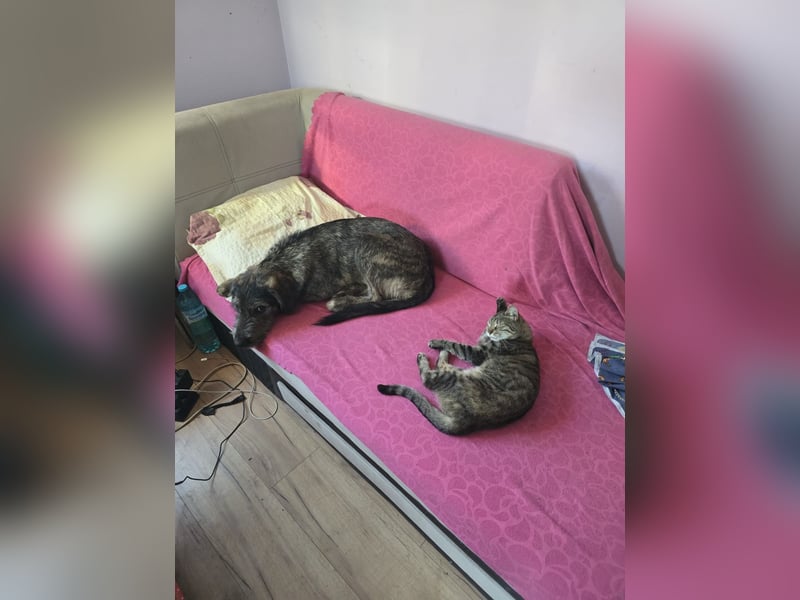 Blikki sucht sein Zuhause