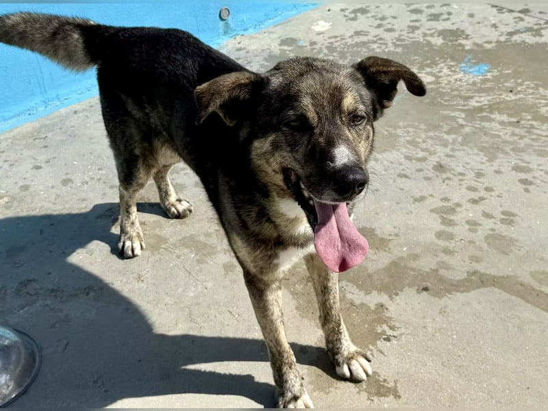 Camaron sucht ruhiges Zuhause