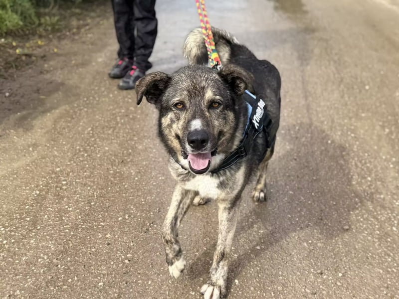 Camaron sucht ruhiges Zuhause