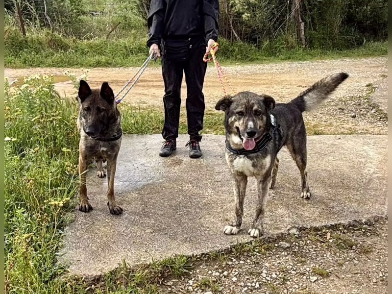 Camaron sucht ruhiges Zuhause