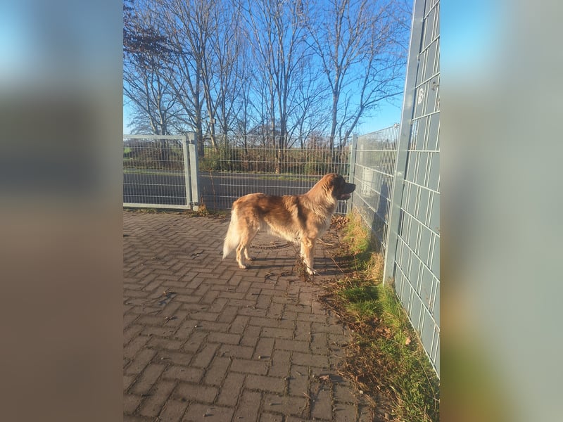 Kangal /Bernadiner Mix