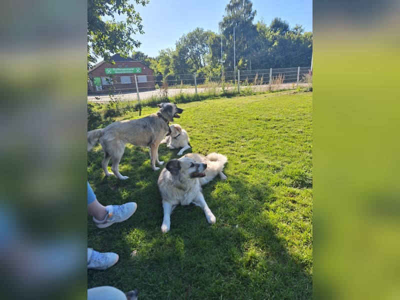 Kangal /Bernadiner Mix