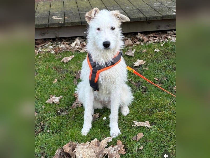 Aivi sucht ihr Zuhause