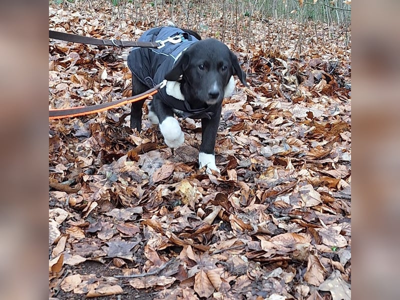 Pippa sucht ihr Zuhause