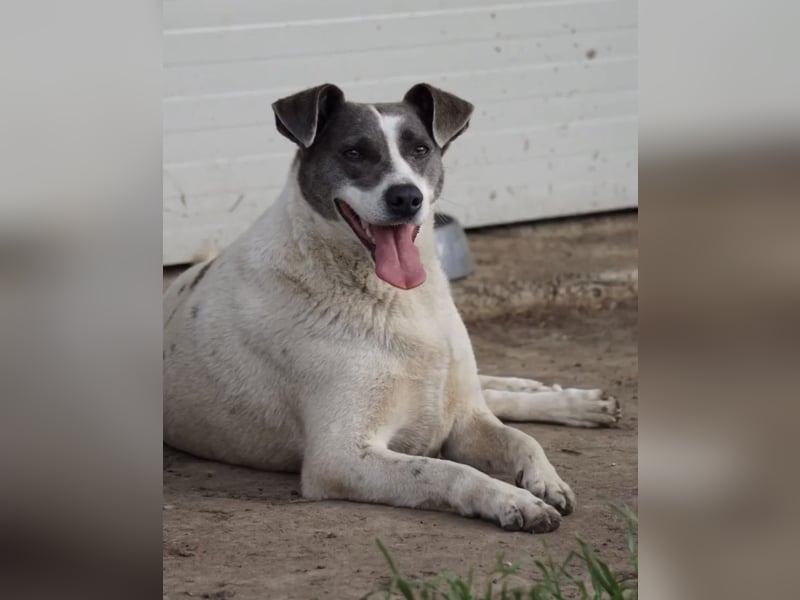 Grey sucht ihr Zuhause