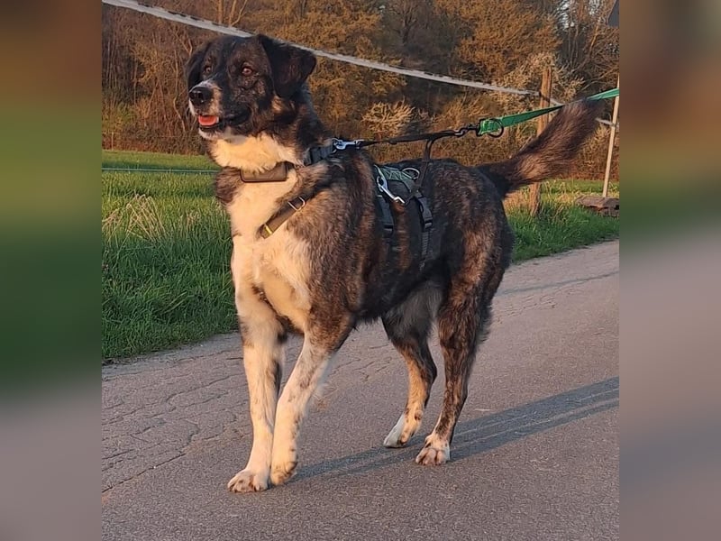 Lea sucht ihr Zuhause