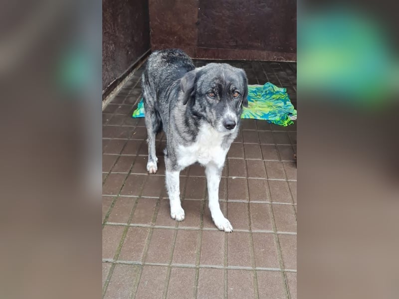 Lea sucht ihr Zuhause