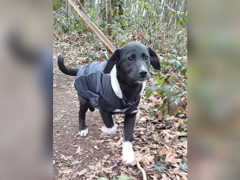 Pippa sucht ihr Zuhause