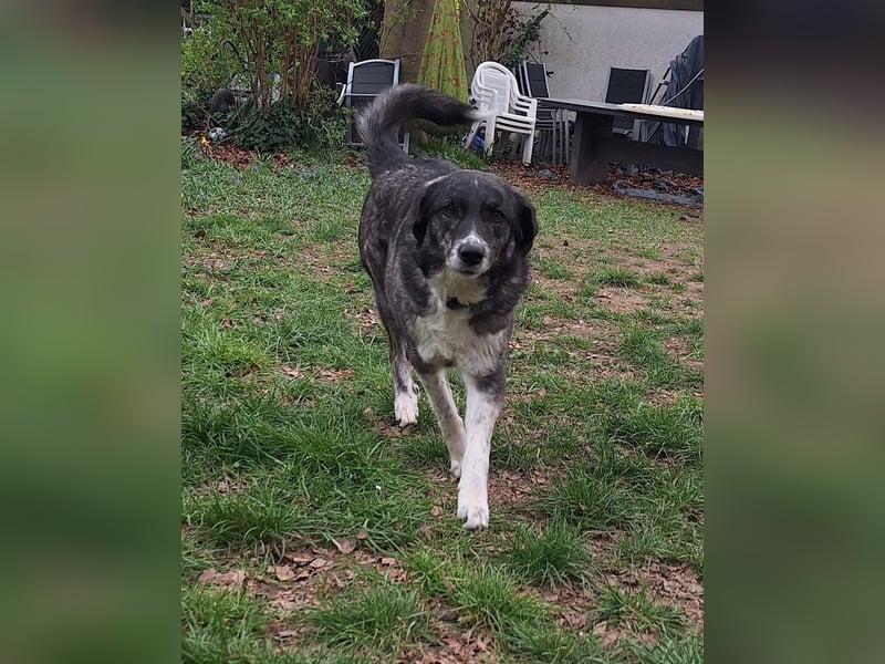 Lea sucht ihr Zuhause