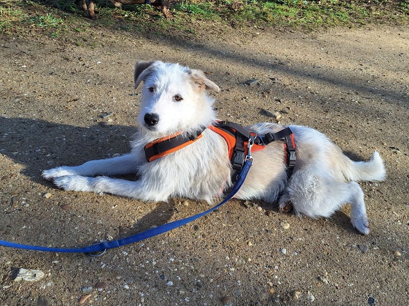 Aivi sucht ihr Zuhause