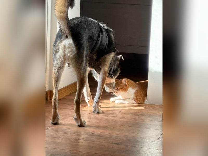 Takko sucht sein Zuhause