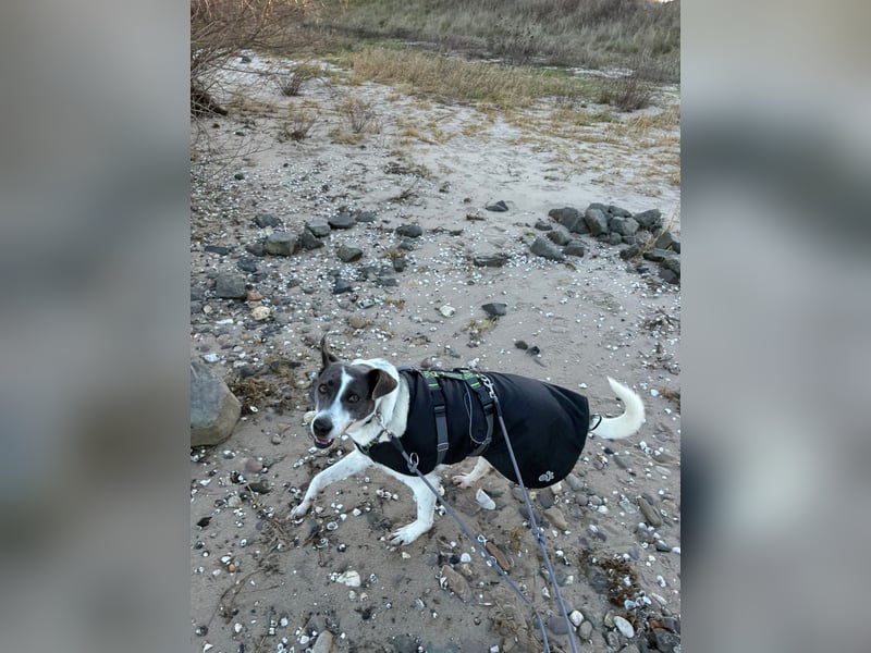 Grey sucht ihr Zuhause