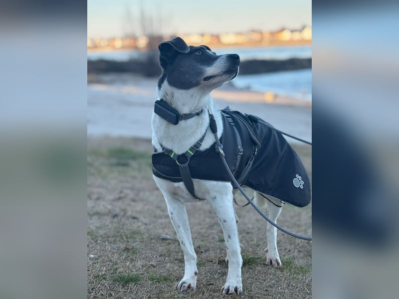 Grey sucht ihr Zuhause