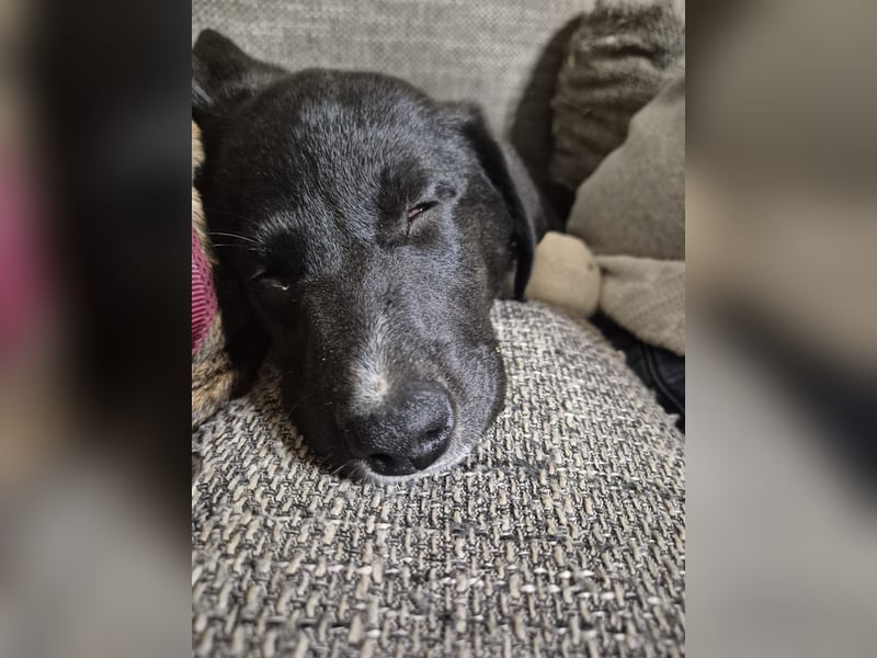 Pippa sucht ihr Zuhause