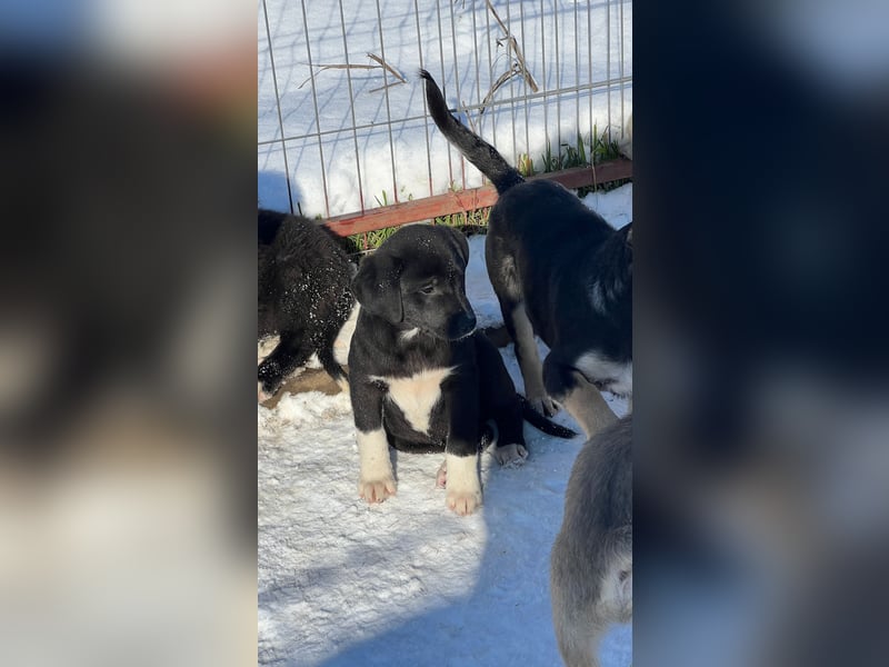 Pippa sucht ihr Zuhause