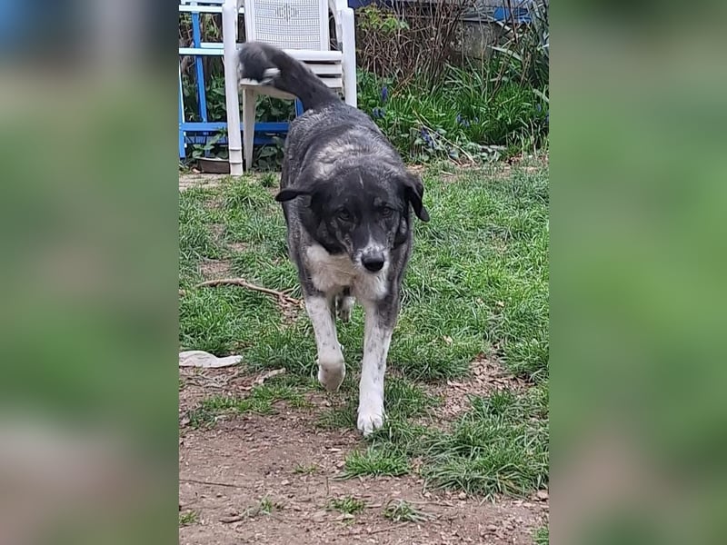 Lea sucht ihr Zuhause