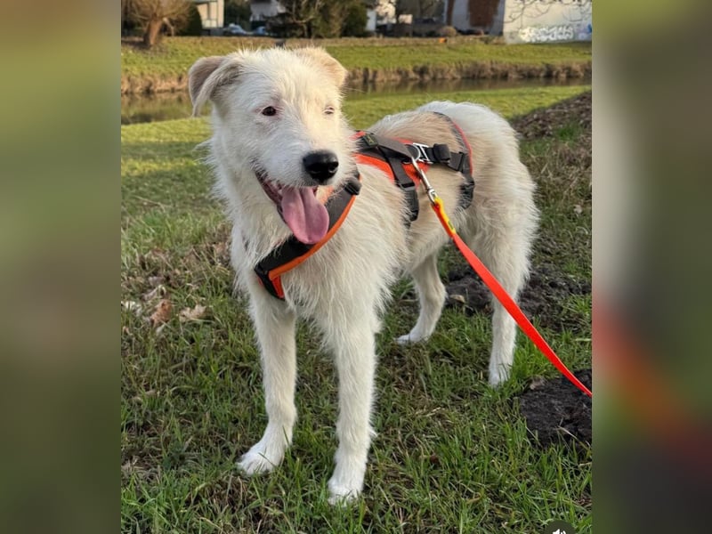 Aivi sucht ihr Zuhause