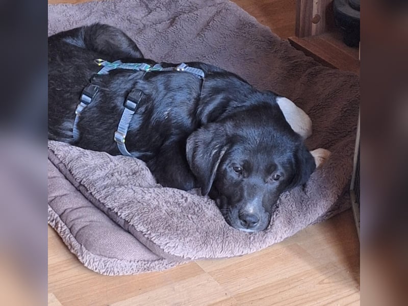 Pippa sucht ihr Zuhause