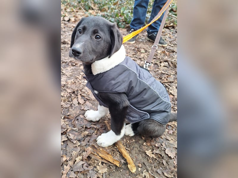 Pippa sucht ihr Zuhause