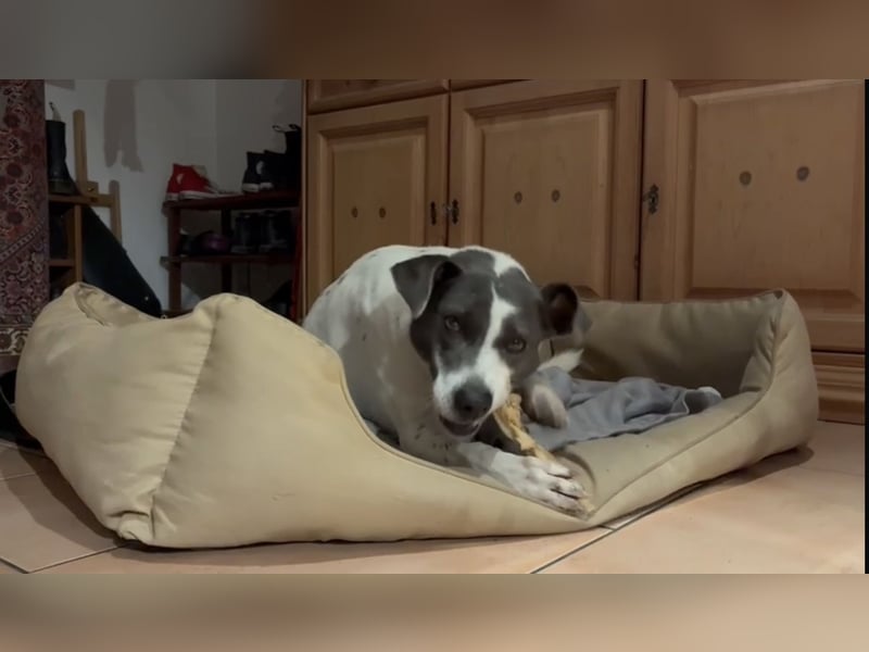 Grey sucht ihr Zuhause